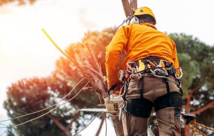 Bienvenue sur le site de la Société de travaux forestiers à Livarot-Pays-d’Auge